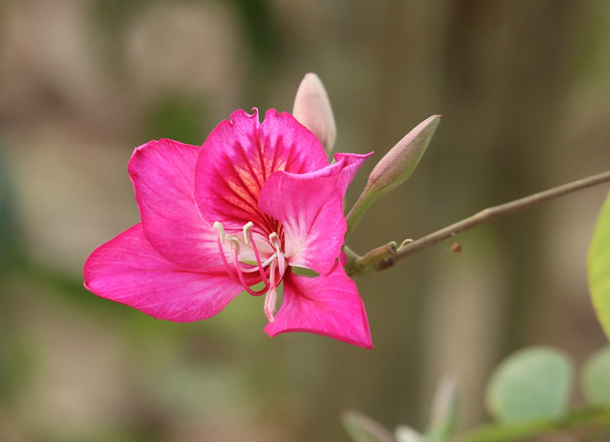 গোলাপি রঙের অর্কিড কাঞ্চন ফুটতে শুরু করেছে। নতুনপাড়া, রাঙামাটি, ৫ ফেব্রুয়ারি