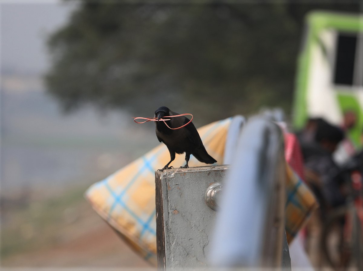 বাসা বোনার জন্য প্লাস্টিকের দড়ি মুখে নিয়ে উড়ে যাওয়ার অপেক্ষায় কাকটি। তোপখানা, সিলেট, ৫ ফেব্রুয়ারি
