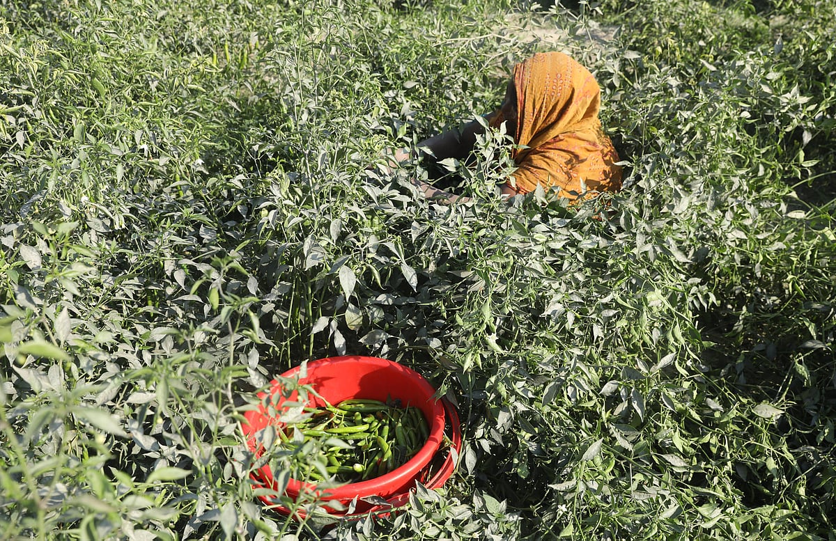কাঁচা মরিচ তোলায় ব্যস্ত এক নারী